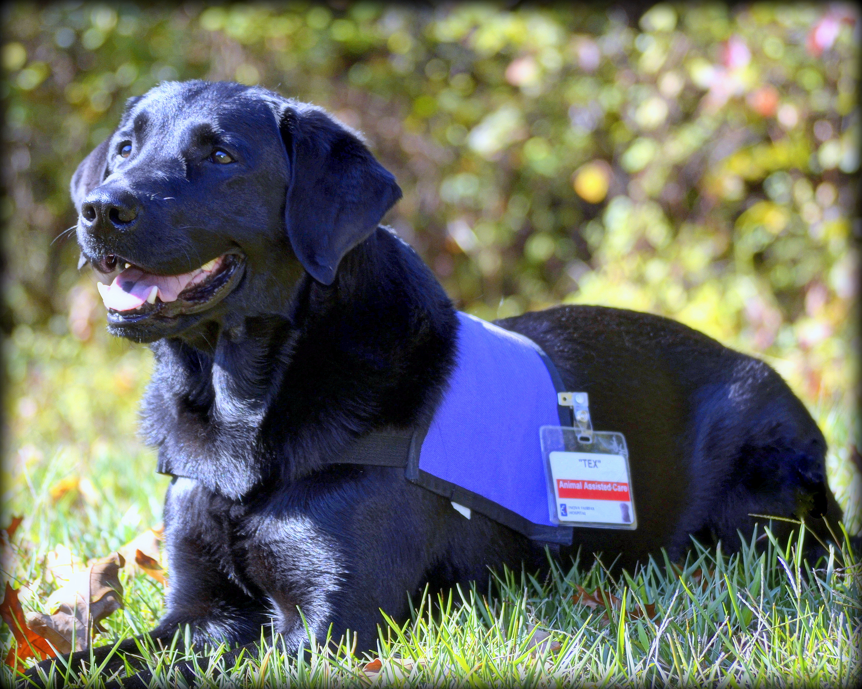 Giving back to the community: Therapy dogs offer companionship, love, and  healing.