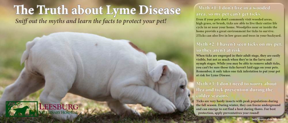 Lyme Disease Facts vs. Fiction. 