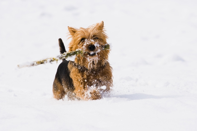 Dog in snow.jpg