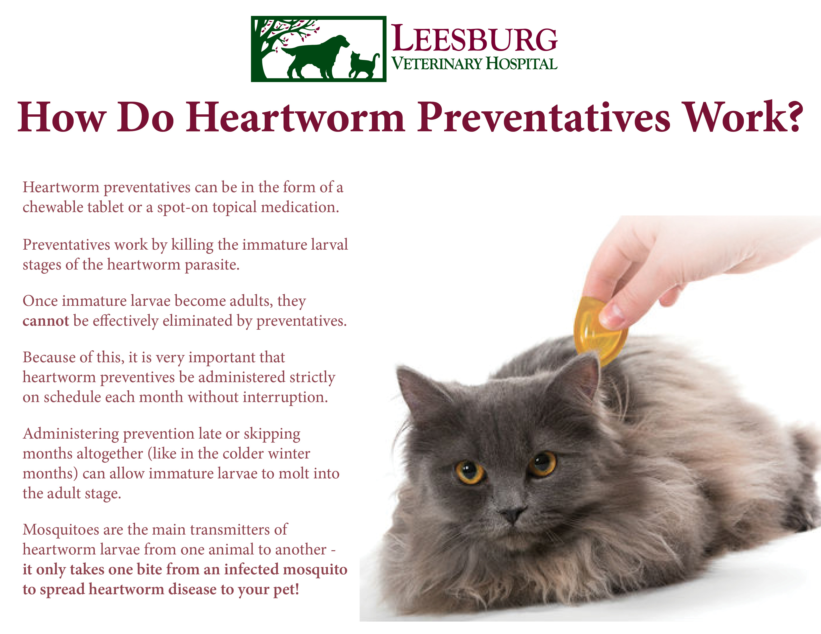 do indoor cats need heartworm prevention