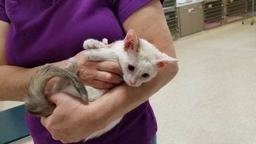 Luna, after her spay this week, and looking so much healthier! Her eyes are forever crossed (We think she is part Siamese), but she is that much more adorable because of it!