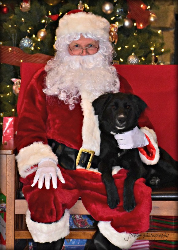 Pictures with Santa Leesburg Veterinary Hospital
