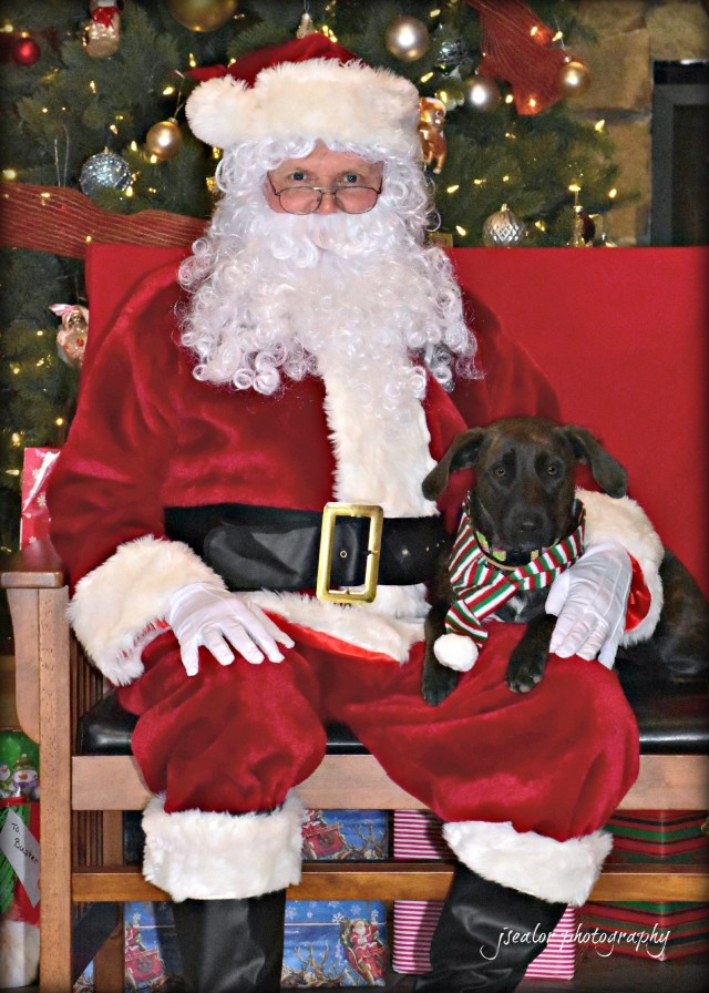 Pictures with Santa 2016 - Leesburg Veterinary Hospital