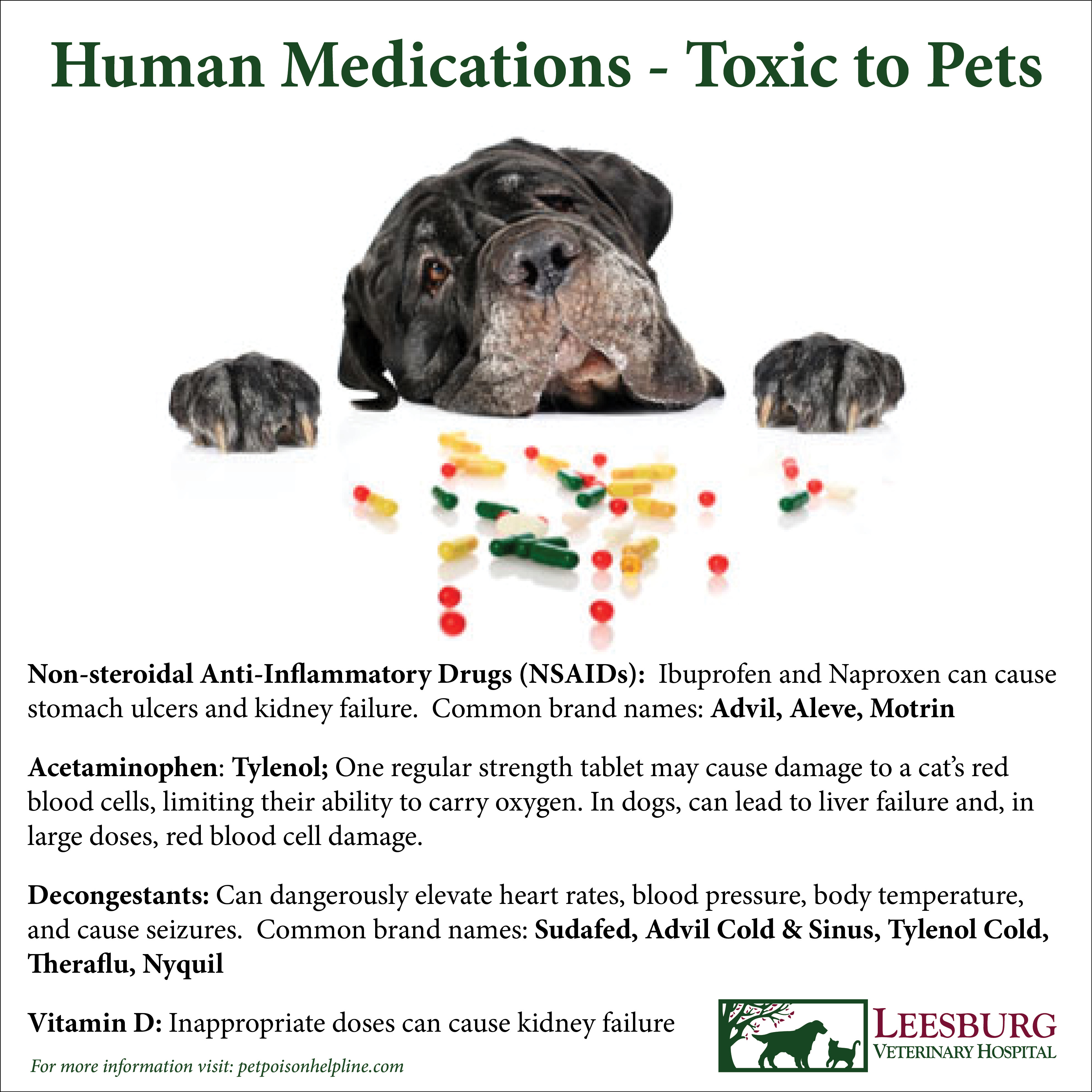 human meds for dogs