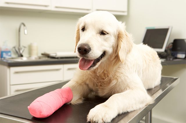 bandaging dog paw