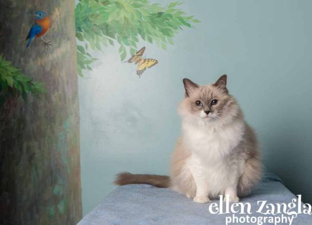Loudoun Community Cat Coalition Fundraiser Ellen Zangla Photography Leesburg Veterinary Hospital